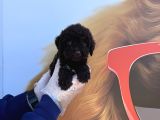 Özel Renk Chocolate Browne Toy Poodle Yavrularimiz