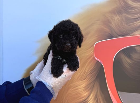 Özel Renk Chocolate Browne Toy Poodle Yavrularimiz görsel