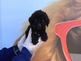 ÖZEL RENK CHOCOLATE BROWNE TOY POODLE YAVRULARIMIZ