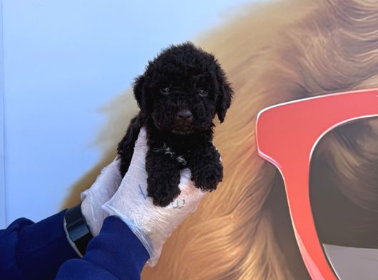 Özel Renk Chocolate Browne Toy Poodle Yavrularimiz