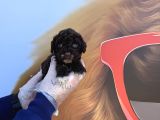 Özel Renk Chocolate Browne Toy Poodle Yavrularimiz