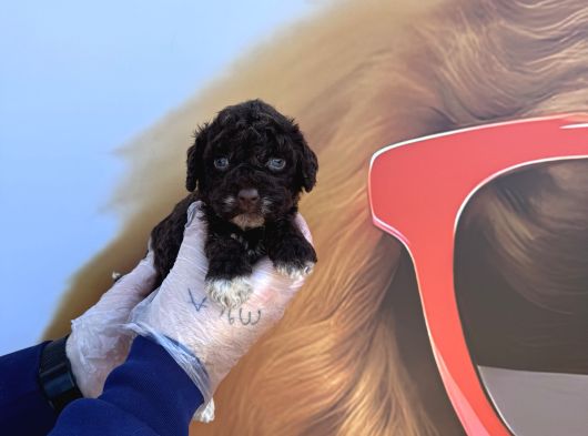 Özel Renk Chocolate Browne Toy Poodle Yavrularimiz görsel