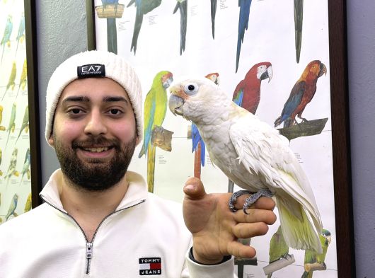 Çok Evci̇l Konuşan Goffi̇n Kakadu Papağanimiz