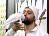 Çok Evci̇l Konuşan Goffi̇n Kakadu Papağanimiz