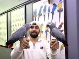 200 KELİME KONUŞAN FULL EVCİL EĞİTİMLİ JAKO PAPAĞANI