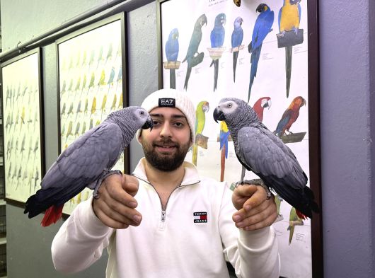 200 Keli̇me Konuşan Full Evci̇l Eği̇ti̇mli̇ Jako Papağani görsel