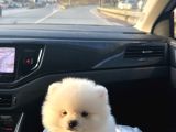 Pomeranian Boo Ayı Surat 2 Aylık Erkek