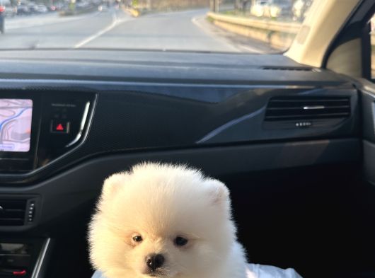 Pomeranian Boo Ayı Surat 2 Aylık Erkek görsel