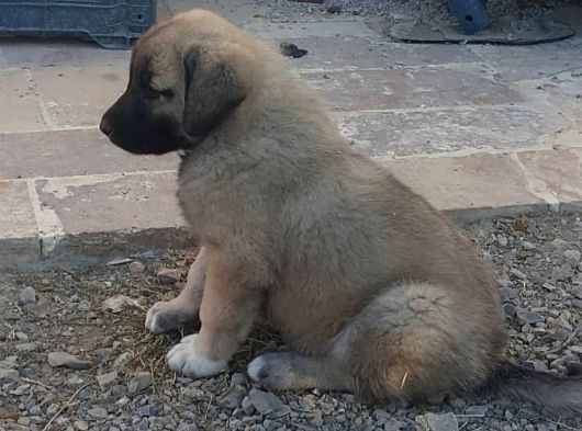 Si̇vastan Safkan Yavrularimiz Her Ile Sorunsuz Gönderi̇m görsel