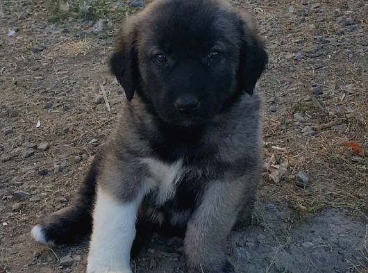 Si̇vastan Safkan Yavrularimiz Her Ile Sorunsuz Gönderi̇m görsel
