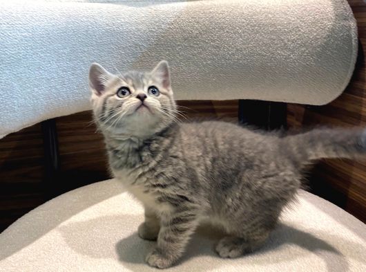 Show Güzellikler Silver Tabby görsel