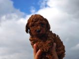 A kalite poodle bebekler