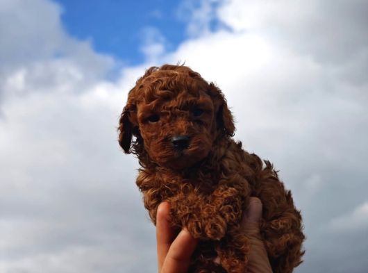 A Kalite Poodle Bebekler