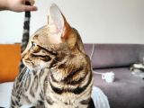Uygun Dişi Rozet Bengal Kedisi