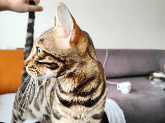 Uygun Dişi Rozet Bengal Kedisi görsel
