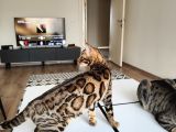 Uygun Dişi Rozet Bengal Kedisi