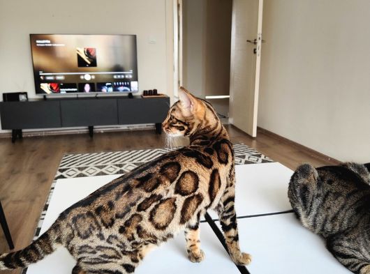 Uygun Dişi Rozet Bengal Kedisi görsel