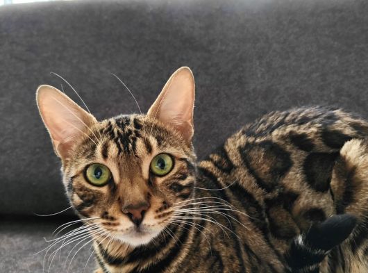 Uygun Dişi Rozet Bengal Kedisi