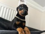 Dişi doberman bebekler aşılı estetikli