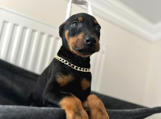 Dişi Doberman Bebekler Aşılı Estetikli