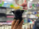 2 Kg Garantili Chihuahua Bebekler