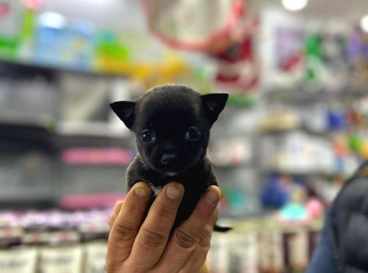 2 Kg Garantili Chihuahua Bebekler görsel