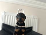 Dişi Doberman Bebekler Aşılı Estetikli