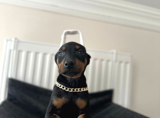 Dişi Doberman Bebekler Aşılı Estetikli görsel