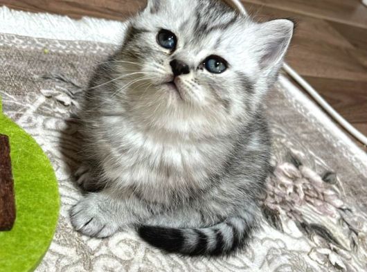Teslime Hazır Bebekler görsel