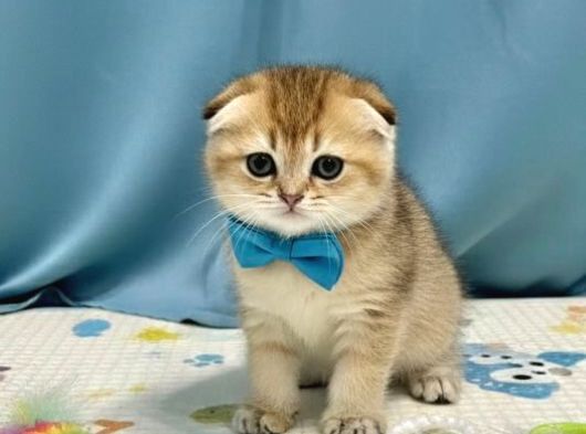 Safkan Golden Kedimiz Yeni Yuvasını Arıyor görsel