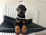 Dişi Doberman Bebekler Aşılı Estetikli