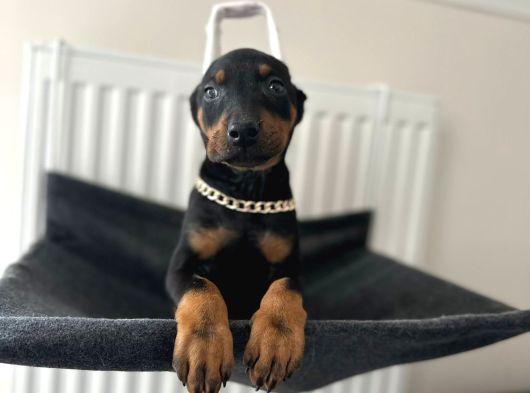 Dişi Doberman Bebekler Aşılı Estetikli görsel