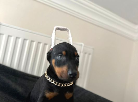 Dişi Doberman Bebekler Aşılı Estetikli görsel