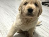 Baby Face Dişi Golden Bebekler