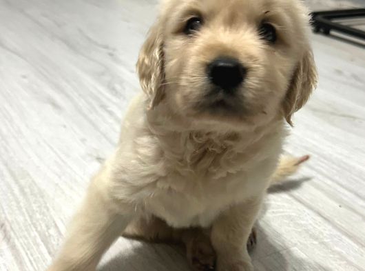Baby Face Dişi Golden Bebekler görsel