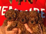 TEACUP KOREA ORJİNAL KG GARANTİLİ BEBEKLER