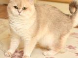 Scrli Ay12- 1 Yaşında British Shorthair Erkek