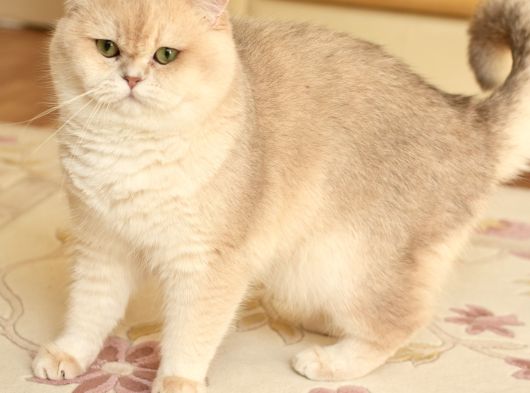 Scrli Ay12- 1 Yaşında British Shorthair Erkek görsel