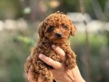 TEACUP KOREA POODLE KG GARANTİLİ ASILI ÇİS EGİTİMLİ SAFKAN
