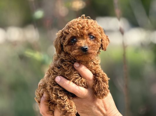 Teacup Korea Poodle Kg Garanti̇li̇ Asili Çi̇s Egi̇ti̇mli̇ Safkan