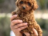 Teacup Korea Poodle Kg Garanti̇li̇ Asili Çi̇s Egi̇ti̇mli̇ Safkan