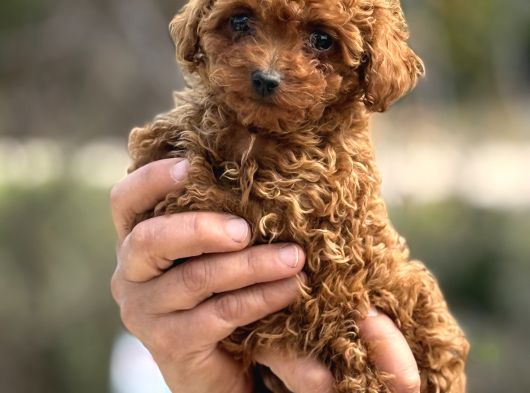 Teacup Korea Poodle Kg Garanti̇li̇ Asili Çi̇s Egi̇ti̇mli̇ Safkan görsel