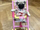 PUG BEBEK YAVRULAR