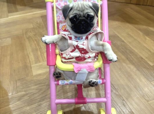 Pug Bebek Yavrular