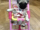 Pug Bebek Yavrular