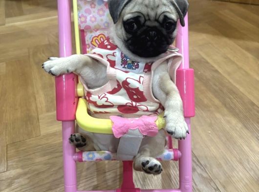 Pug Bebek Yavrular görsel