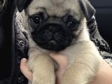 0 Burun Pug Mops Yavrular