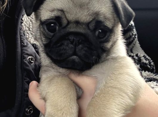 0 Burun Pug Mops Yavrular görsel
