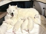 2 Aylık Samoyed Yavrularımız