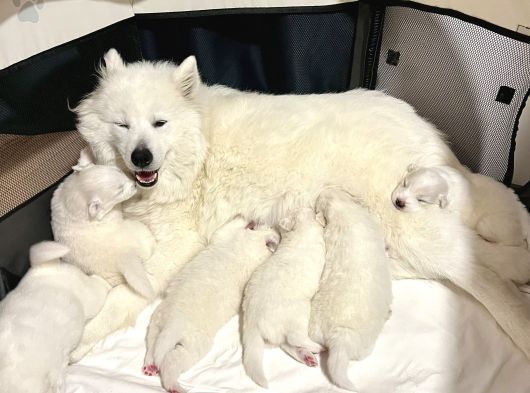 2 Aylık Samoyed Yavrularımız görsel